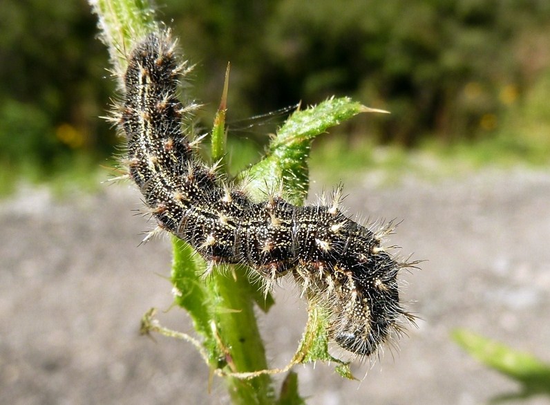 Dal bruco all''adulto: Vanessa cardui